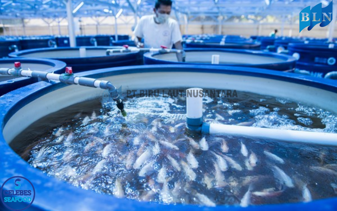 Innovations in Aquaculture for a Global Market